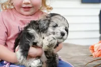 Pine-Mini F1b, a female Sheepadoodle for sale in Moravia, IA – 10 of 10