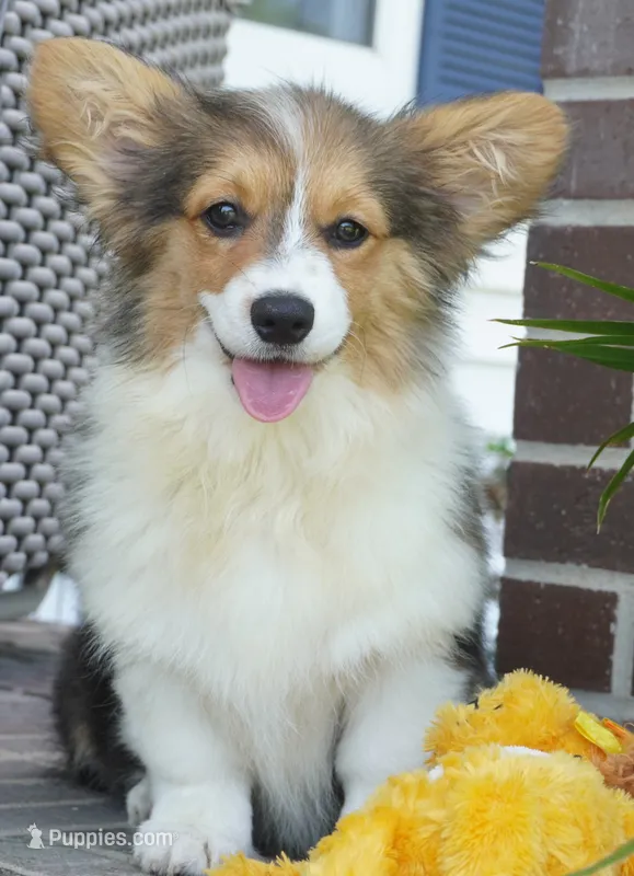 Cymber-Fluffy AKC – Pembroke Welsh Corgi puppy for sale in Moravia, IA