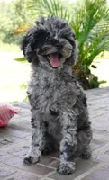 Malia, a female Poodle - Toy  for sale in Moravia, IA – 5 of 10