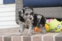 Rylee, a female Poodle - Toy  for sale in Moravia, IA – 4 of 4
