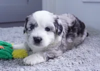 Ginger Snap, a male Sheepadoodle for sale in Moravia, IA – 1 of 2