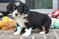 Pippa, a female Pembroke Welsh Corgi and Cavalier King Charles Spaniel for sale in Moravia, IA – 2 of 4