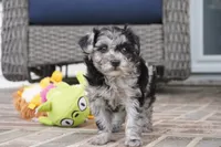 Rylee, a female Poodle - Toy  for sale in Moravia, IA – 3 of 4