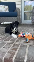 Cessna-Corgipoo, a female Pembroke Welsh Corgi and Poodle - Toy  for sale in Moravia, IA – 3 of 6