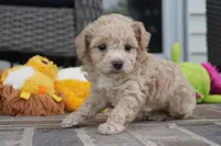 Ryker, a male Poodle - Toy  for sale in Moravia, IA – 3 of 4