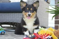 Cyrus-Fluffy AKC, a male Pembroke Welsh Corgi for sale in Moravia, IA – 2 of 10
