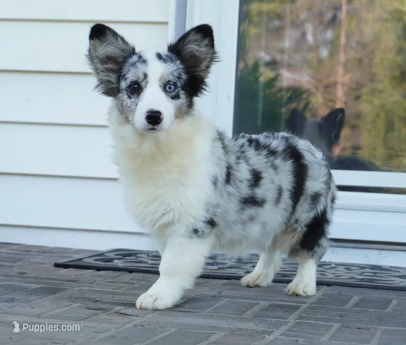 Danni Girl-fluffy – Pembroke Welsh Corgi puppy for sale in Moravia, IA