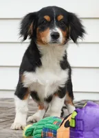 Posey, a female Pembroke Welsh Corgi and Cavalier King Charles Spaniel for sale in Moravia, IA – 4 of 9