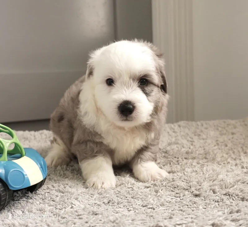 Plum Pudding – Sheepadoodle puppy for sale in Moravia, IA