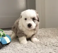 Plum Pudding, a male Sheepadoodle for sale in Moravia, IA – 1 of 2