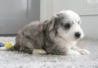 Huckleberry Pie, a male Sheepadoodle for sale in Moravia, IA – 2 of 3