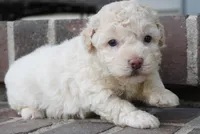 Shane, a male Poodle - Miniature  for sale in Moravia, IA – 2 of 5