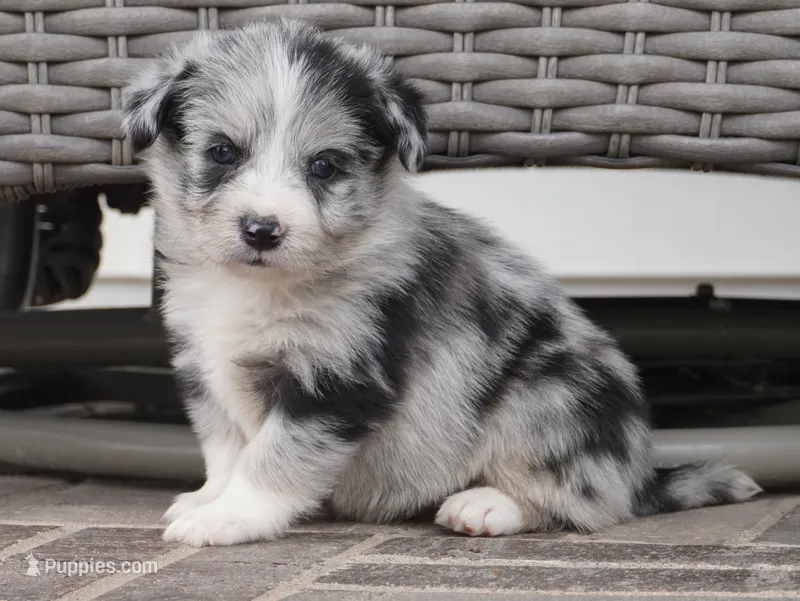 Cici-Corgipoo – Pembroke Welsh Corgi, Poodle - Toy  puppy for sale in Moravia, IA