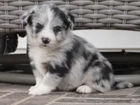 Cici-Corgipoo, a female Pembroke Welsh Corgi and Poodle - Toy  for sale in Moravia, IA – 1 of 4