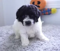 Strawberry Shortcake, a female Sheepadoodle for sale in Moravia, IA – 2 of 2