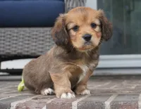 Sierra-Cavacorgi, a female Pembroke Welsh Corgi and Cavalier King Charles Spaniel for sale in Moravia, IA – 2 of 5