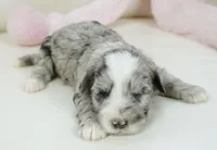 Patsy-mini, a female Sheepadoodle for sale in Moravia, IA – Photo 2 of 4