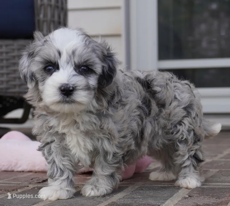 Patsy-mini – Sheepadoodle puppy for sale in Moravia, IA