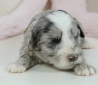 Patsy-mini, a female Sheepadoodle for sale in Moravia, IA – Photo 1 of 4
