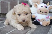 Stef, a female Poodle - Miniature  for sale in Moravia, IA – 2 of 4