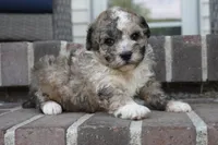 Swayze, a male Poodle - Miniature  for sale in Moravia, IA – 2 of 6