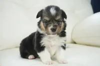 Cherry-AKC Fluffy, a female Pembroke Welsh Corgi for sale in Moravia, IA – Photo 2 of 4