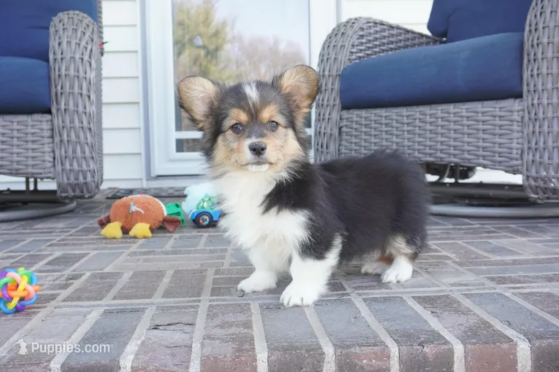 Cherry-AKC Fluffy – Pembroke Welsh Corgi puppy for sale in Moravia, IA