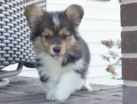 Cherry-AKC Fluffy, a female Pembroke Welsh Corgi for sale in Moravia, IA – Photo 4 of 4