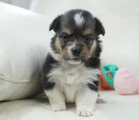 Cherry-AKC Fluffy, a female Pembroke Welsh Corgi for sale in Moravia, IA – Photo 1 of 4