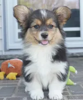 Cherry-AKC Fluffy, a female Pembroke Welsh Corgi for sale in Moravia, IA – Photo 3 of 4