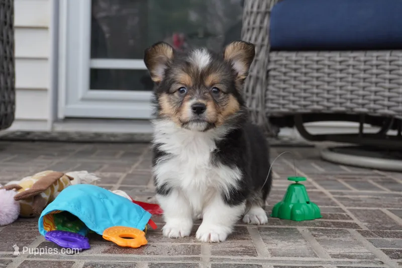 Cherry-AKC Fluffy – Pembroke Welsh Corgi puppy for sale in Moravia, IA
