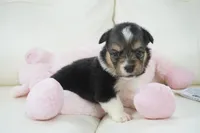 Cherry-AKC Fluffy, a female Pembroke Welsh Corgi for sale in Moravia, IA – Photo 3 of 4