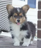 Cherry-AKC Fluffy, a female Pembroke Welsh Corgi for sale in Moravia, IA – Photo 2 of 4