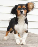 Poppy, a female Pembroke Welsh Corgi and Cavalier King Charles Spaniel for sale in Moravia, IA – 3 of 10