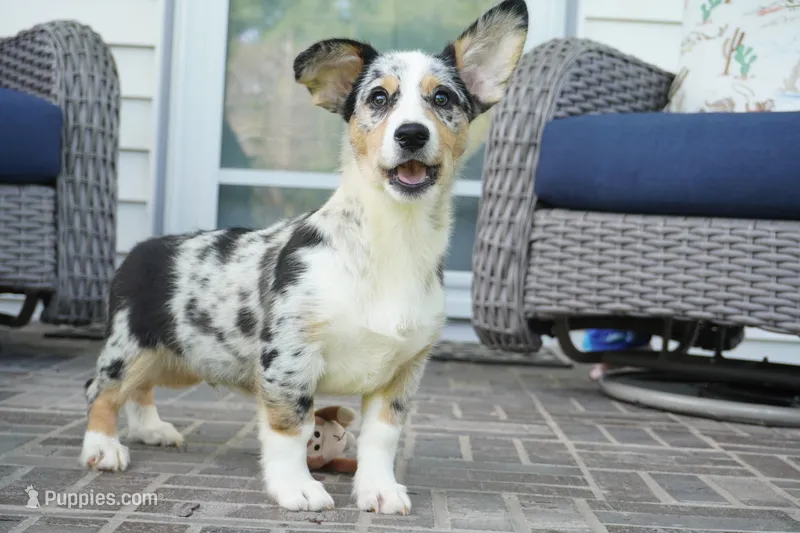 Decklin – Pembroke Welsh Corgi puppy for sale in Moravia, IA