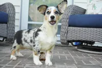 Decklin, a male Pembroke Welsh Corgi for sale in Moravia, IA – 1 of 10