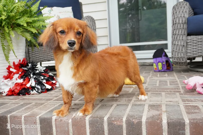 Spencer-Cavacorgi – Pembroke Welsh Corgi, Cavalier King Charles Spaniel puppy for sale in Moravia, IA