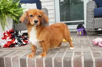 Spencer-Cavacorgi, a male Pembroke Welsh Corgi and Cavalier King Charles Spaniel for sale in Moravia, IA – 1 of 4