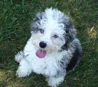 Bridger, a male Miniature Aussiedoodle for sale in Moravia, IA – 3 of 9