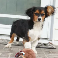 Poppy, a female Pembroke Welsh Corgi and Cavalier King Charles Spaniel for sale in Moravia, IA – 9 of 10