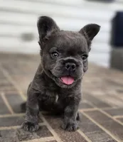Rori-Fluffy AKC, a female French Bulldog for sale in Moravia, IA – 2 of 6