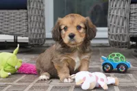 Sierra-Cavacorgi, a female Pembroke Welsh Corgi and Cavalier King Charles Spaniel for sale in Moravia, IA – 4 of 5