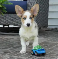 Dawson, a male Pembroke Welsh Corgi for sale in Moravia, IA – 2 of 9