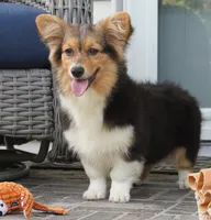 Cherry-AKC Fluffy, a female Pembroke Welsh Corgi for sale in Moravia, IA – 2 of 10