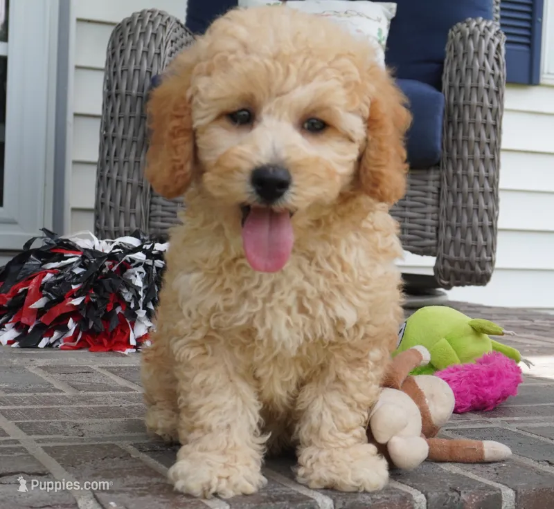 Marccen – Poodle - Toy  puppy for sale in Moravia, IA