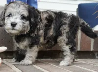 Pine-Mini F1b, a female Sheepadoodle for sale in Moravia, IA – 2 of 10