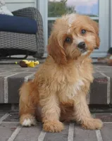 Tiago, a female Cavapoo for sale in Moravia, IA – 4 of 4