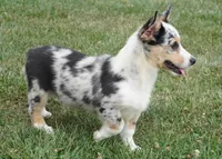 Decklin, a male Pembroke Welsh Corgi for sale in Moravia, IA – 4 of 8