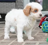 Talli, a female Cavapoo for sale in Moravia, IA – 2 of 5