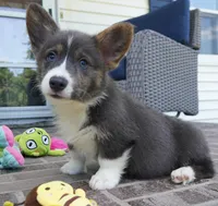 Duke, a male Pembroke Welsh Corgi for sale in Moravia, IA – 3 of 8